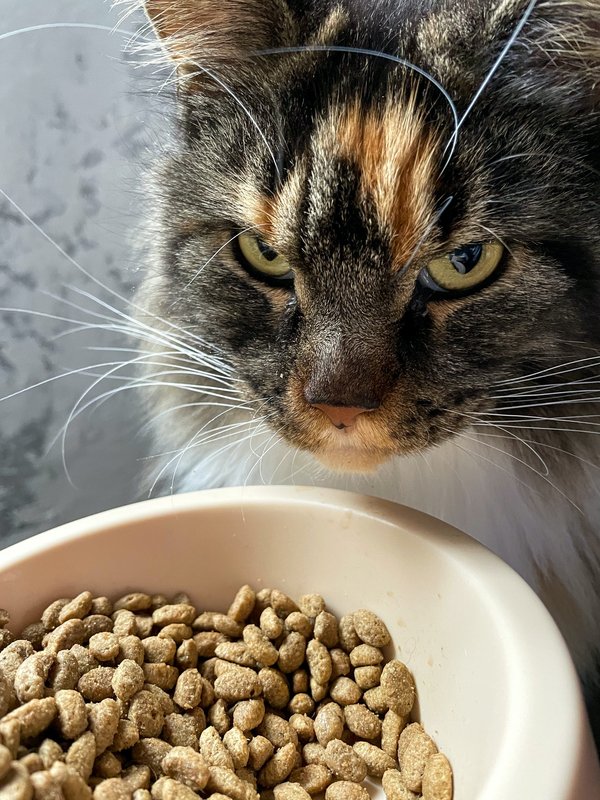 Les préférences des chats révélées : alimentation naturelle ou croquettes - Astuces pour les amoureux des félins