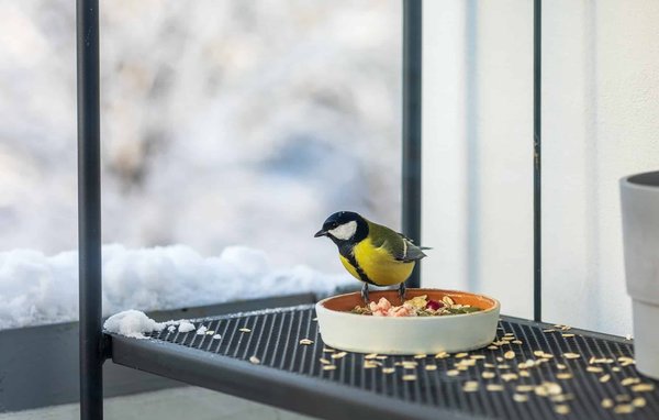 Nourrir les oiseaux du jardin : meilleures pratiques et conseils pour chaque saison