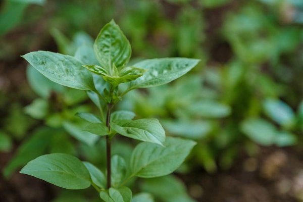 Quelles méthodes pour encourager l'adoption de pratiques de jardinage sans pesticides ?