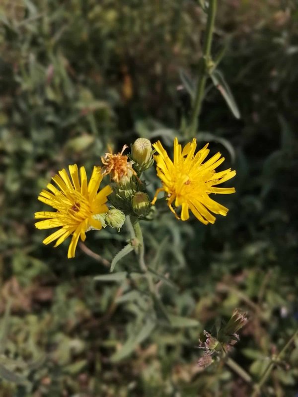 Quels sont les secrets pour réussir un atelier de photographie macro centré sur la flore unique de votre région?