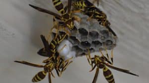Présence d'insectes chez vous : contactez un exterminateur au plus vite